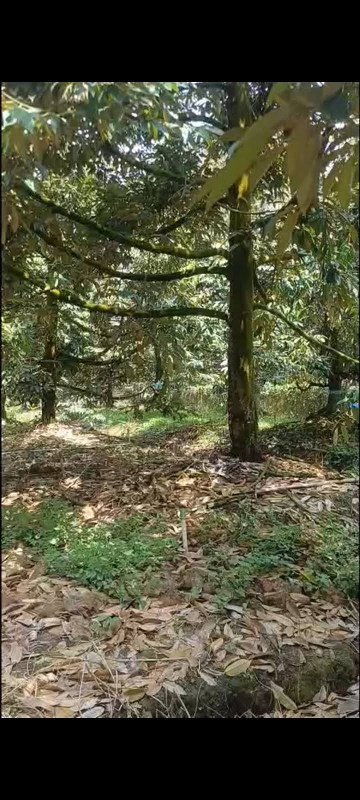 Đất Vườn Cái Bè - 2300m² Giá 1.8 Tỷ, Sổ Riêng, Mặt Tiền Rộng