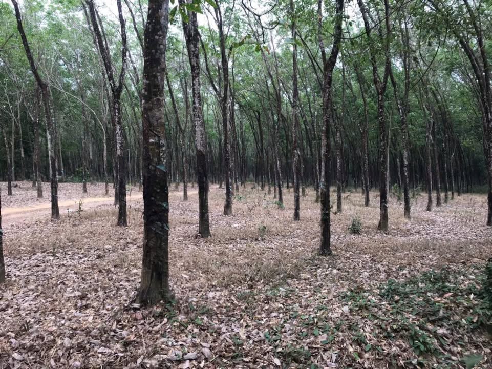 Đất Nền 25ha Long Thành - Sổ Đỏ Đất Ở - Giá Đầu Tư 1.8 Triệu/m²