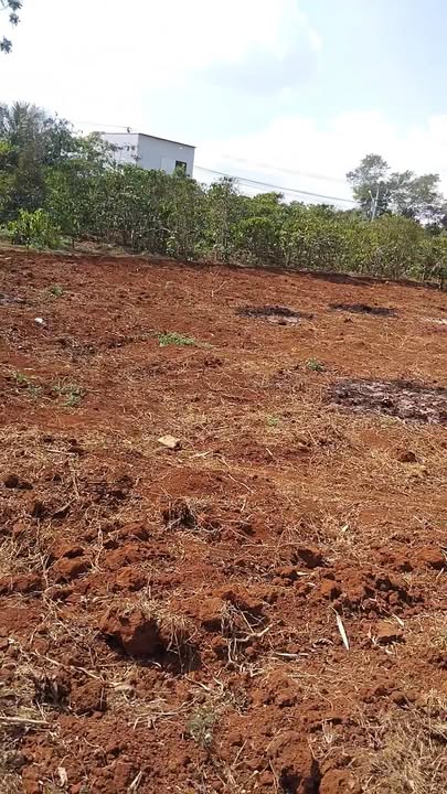 Bán Gấp Farm 3.8 Sào Tại Ia Dom, Gia Lai - 2 Tỷ Có Thương Lượng