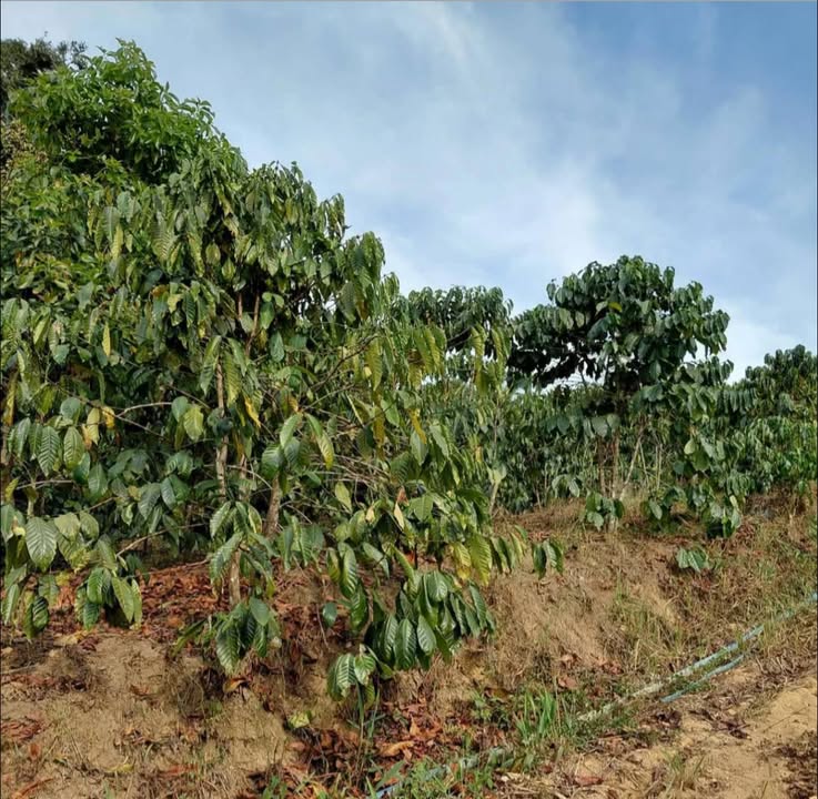 Đất vườn Liêng Srônh Đam Rông 1.2ha giá 900 triệu - Nghỉ dưỡng lý tưởng