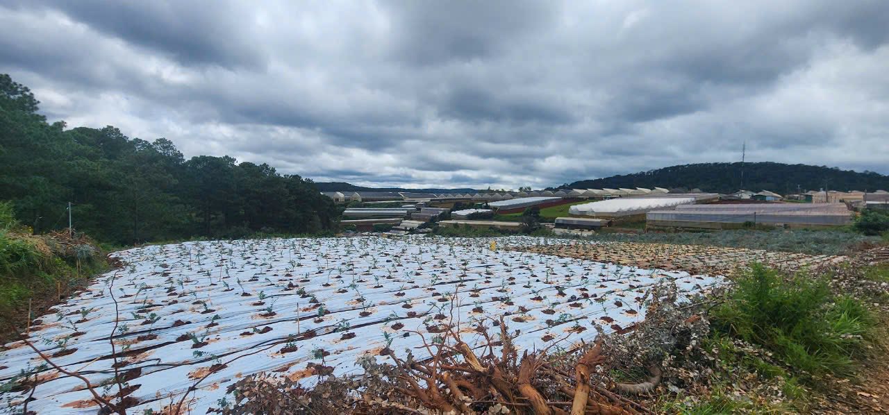 Bán Đất Nông Nghiệp 1089m² Mặt Tiền Đa Quý, Đà Lạt - Sổ Riêng