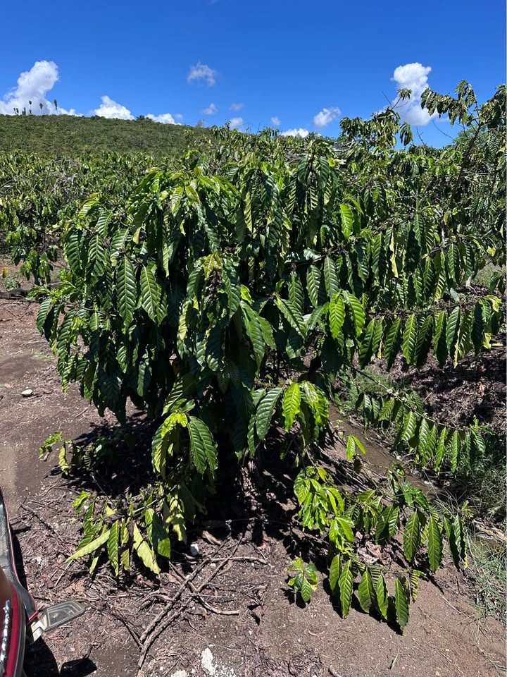 Đất Vườn Di Linh 9800m² Có Sẵn Nguồn Thu Cà Phê - Giá 4 Tỷ