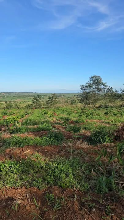 Bán 1ha Đất Đỏ Pha Sỏi Trồng Cà Phê - Ia Hla, Chư Pưh, Gia Lai - Giá 1.25 Tỷ