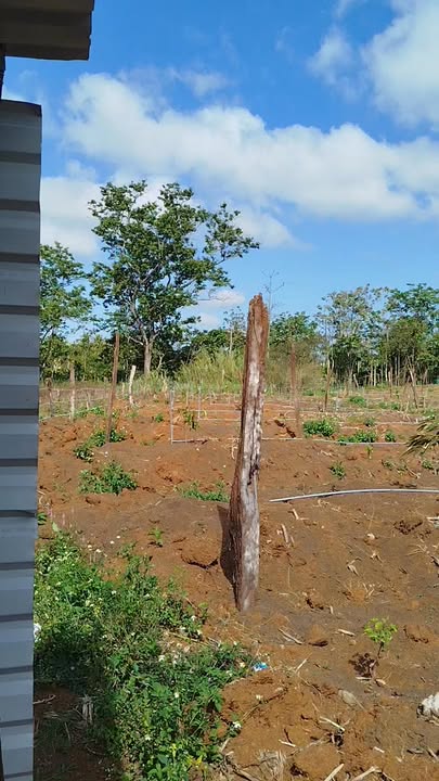 Bán Gấp Vườn Sầu Riêng - Cafe Đắk Lắk 2.7 Sào - Sẵn Sàng Thu Hoạch