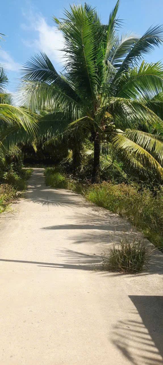 Đất vườn Lương Hòa Trà Vinh 2200m² 350 triệu - Sổ đỏ chính chủ