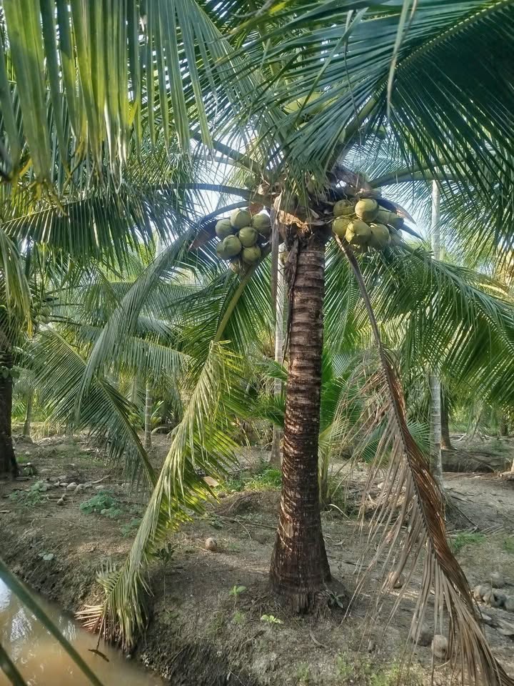 Bán Gấp Vườn Dừa Xiêm 1000m² Vĩnh Long - Thu Hoạch Quanh Năm