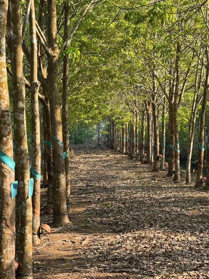 Bán Gấp 5ha Cao Su Vườn ươm Tốt - Xã Tân Tiến, Bình Phước