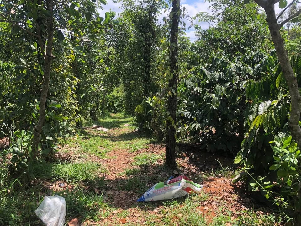 Bán Gấp Trang Trại 2.8ha Đắk Nông - Vườn Cafe, Tiêu, Sầu Riêng Trĩu Quả