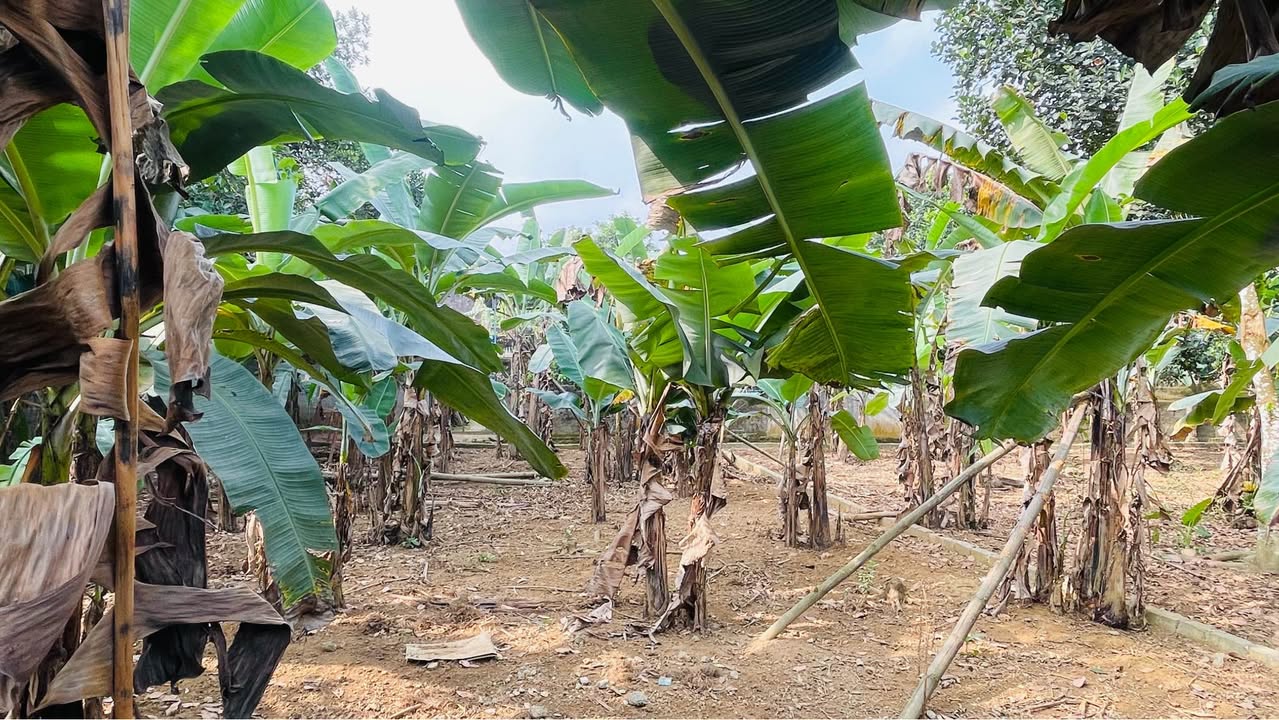 Đất Vườn Lương Sơn, Hòa Bình - 321m², Sẵn Sàng Xây Dựng