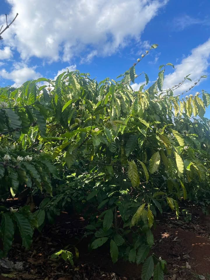 Bán đất trồng cà phê Ia Kha, Gia Lai - 3.5 sào, 800 triệu