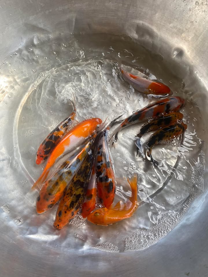 Bán Gấp Đất Vàng Mai Xuân Thưởng Tuy Hòa 225m² - Giá 560 Triệu