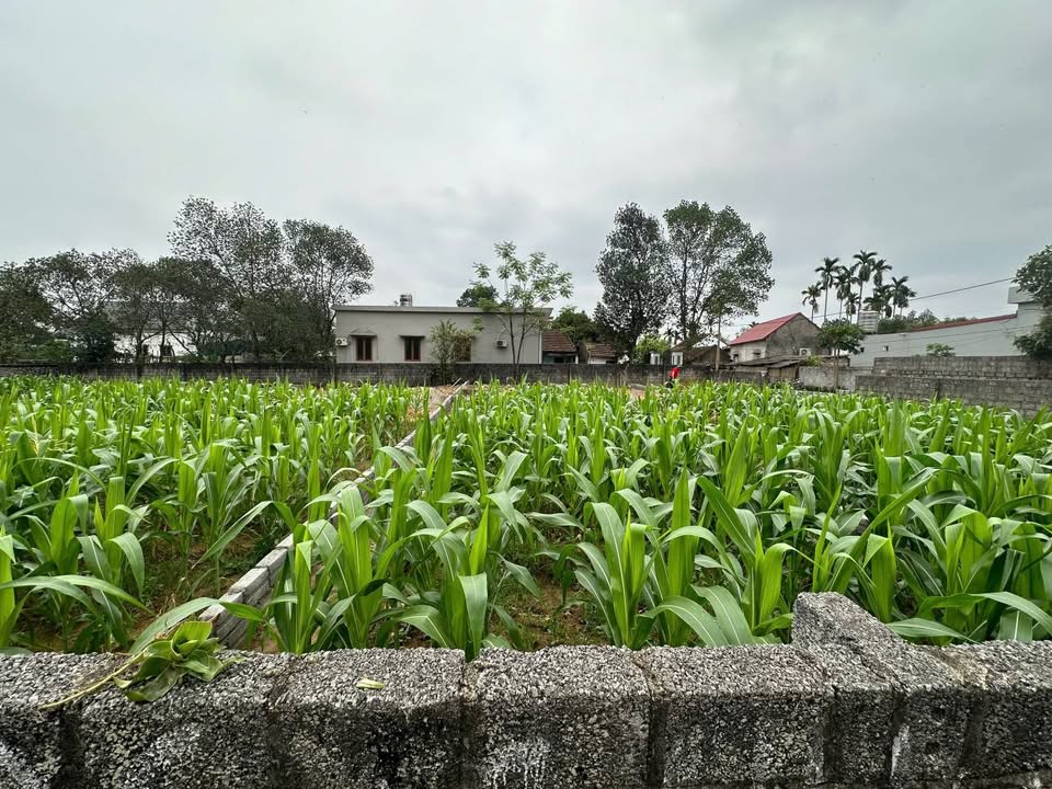 Đất nền Lạc Thủy 131m² - Sổ hồng sẵn, gần hồ Đầm Khánh, ô tô tránh