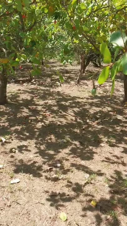 Bán gấp 21.000m² đất điều già Phú Văn, Bình Phước - Giá 850 triệu