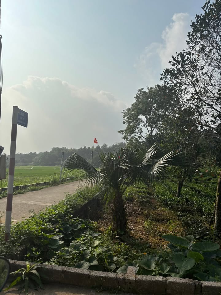 Đất Tản Lĩnh Ba Vì 1.114m² giá 3,34 tỷ - Sổ đỏ chính chủ