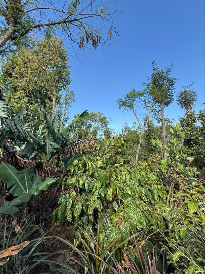 Đất nền Cuôr Đăng 200m² 850 triệu - Đất thổ cư 100%