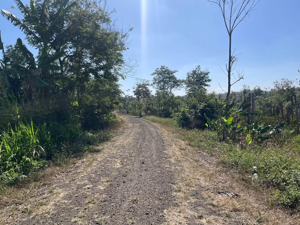 Đất Vườn Buôn Ma Thuột 500m² - Tặng Vườn Tiêu, Giá Chỉ 5.XX Tỷ