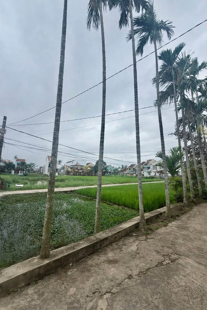 Đất Hội An 230m² View Đồng Lúa Cẩm Châu - Sổ Hồng Chính Chủ