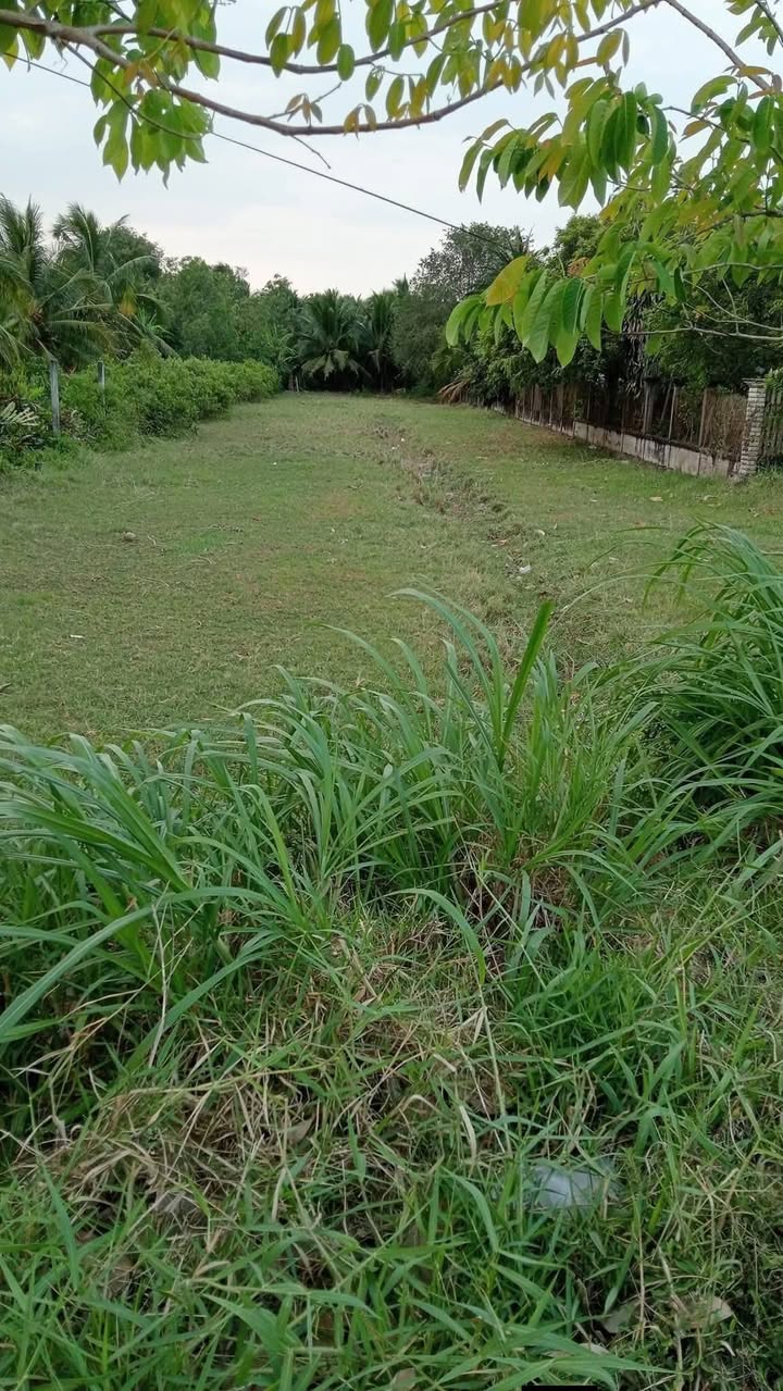 Đất nền Giồng Trôm, Bến Tre 1330m² - Mặt tiền lộ nhựa 6m!