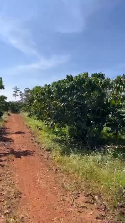 Bán Đất 3.8ha Lộc Ngãi, Bảo Lâm - Thế Đất Triền Đẹp, Sổ Hồng Sẵn Sàng