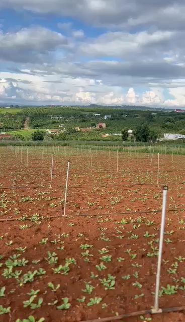 Đất Nền Lâm Hà 468m² - Mặt Tiền 14m, Giá 830 Triệu