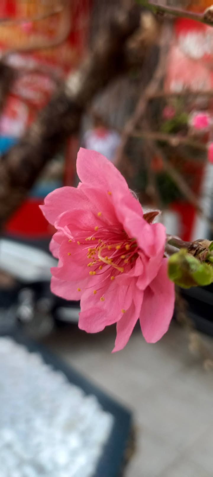 Đất biệt thự mặt tiền 8m, 216m² gần Vinhomes Cầu Rào 3 - Cơ hội đầu tư