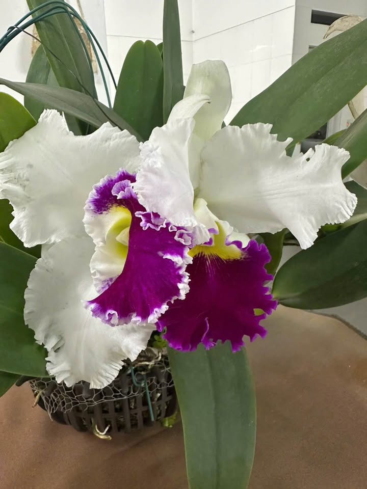 Bán Đất Ngô Gia Tự Hải Phòng 46m² Tặng Thiết Kế 4 Tầng