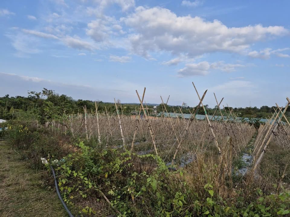 Đất Nền Đắk Lắk 6.5 Sào - Giá Đầu Tư 1.2 Tỷ, Gần Dân Cư