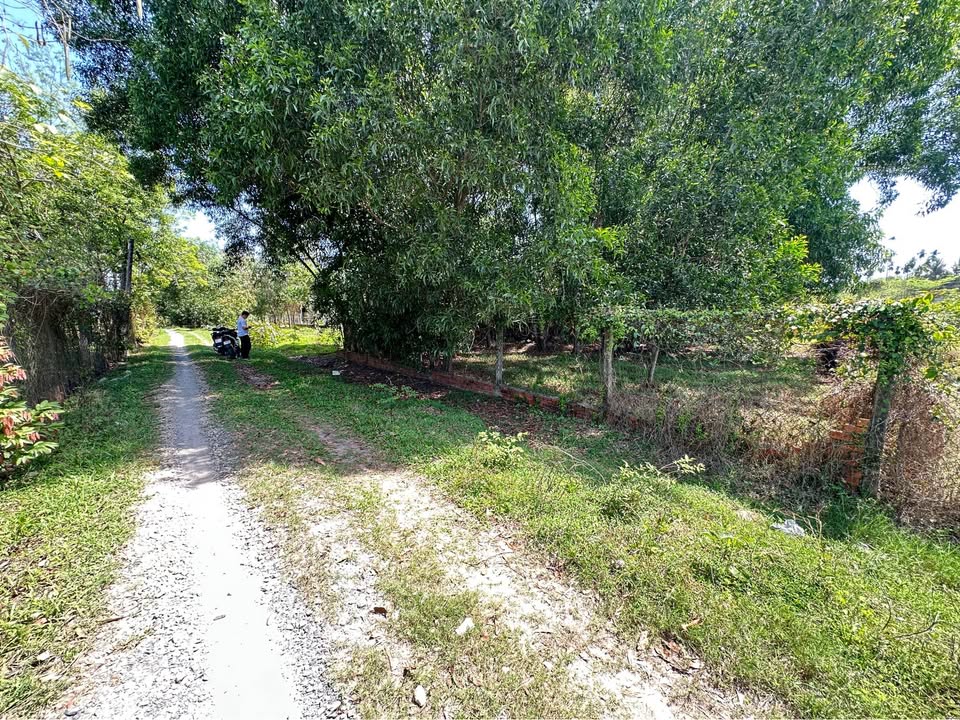 Bán gấp đất 523m² Gò Dầu, Tây Ninh - Sổ hồng thổ cư, ô tô vào tận nơi