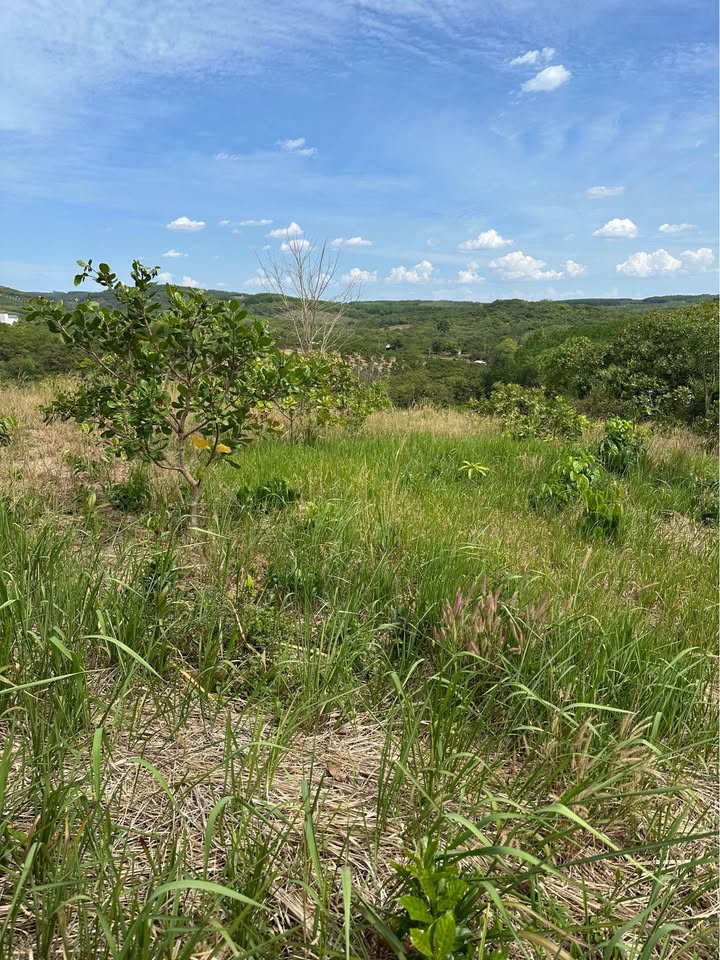 Bán Gấp Farm 4ha Điều & Đất Trống Đak Ơ, Bình Phước - Giá 2.3 Tỷ