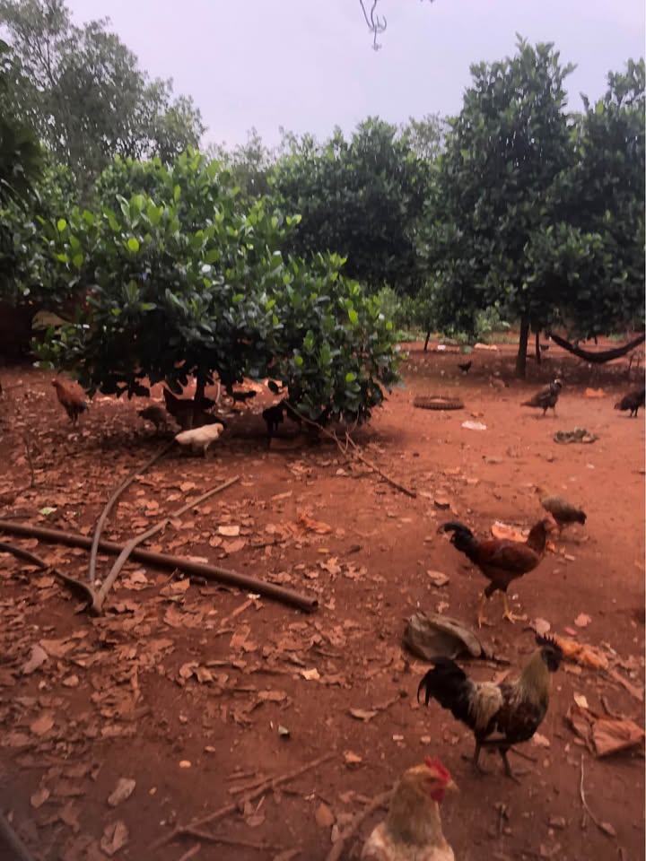 Đất nền Túc Trưng Định Quán 1.620m² 2,025 tỷ - Sổ đỏ chính chủ