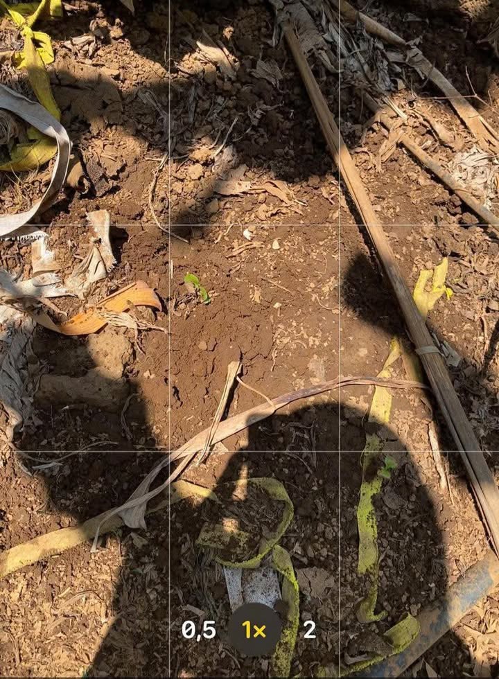 Đất nền Phú Tân Định Quán 1,8ha 50tr/ha - Pháp lý rõ ràng