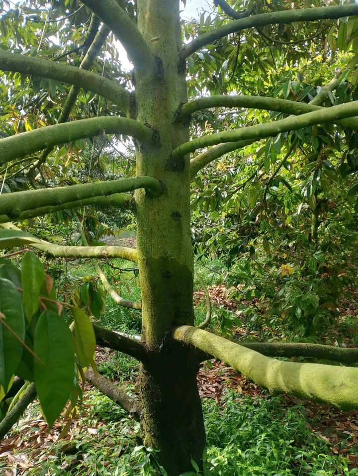 Bán Gấp Farm Sầu Riêng 4715m² Tháp Mười, Đồng Tháp - Sẵn Sàng Thu Trái Ngọt