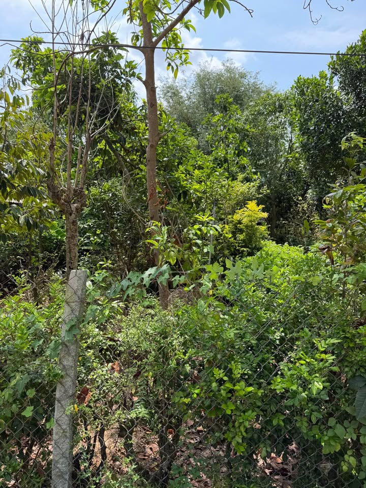 Đất vườn Cao Lãnh 2.194m² giá 3 tỷ - Sổ hồng rõ ràng