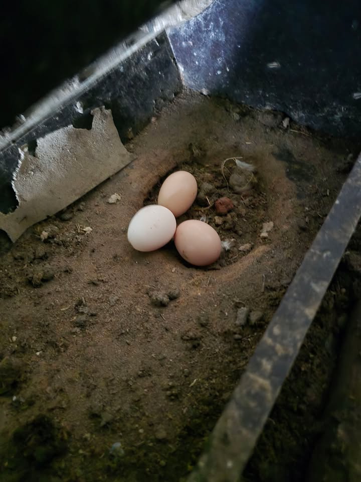 Đất thổ cư 155m² Đoài Phú, Sơn - Sổ sẵn, giá tốt 1.3 tỷ