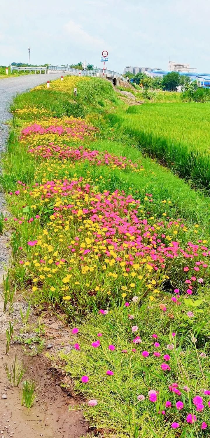 Đất nền KCN An Nghiệp Sóc Trăng 17,000m² 9.35 tỷ - Đường ô tô lớn