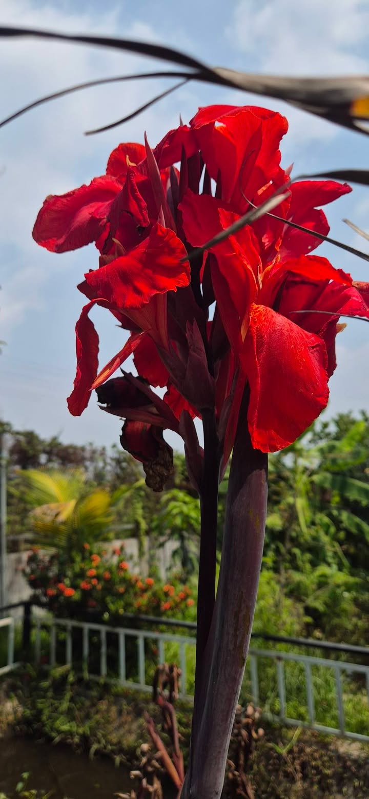 Nhà Vườn Củ Chi 500m² - Giá 2.95 Tỷ, Sổ Hồng Sẵn Sàng