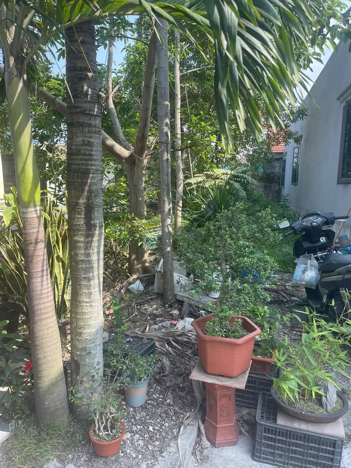 Bán Đất Vàng Hoa Động, Thủy Nguyên 106m² - Sổ Đỏ Sẵn, Giá 1.7 Tỷ