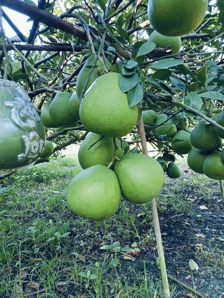 Bán Gấp Nhà Vườn 6600m² View Sông Thạnh Phú, Vĩnh Cửu - Giá Đầu Tư 26.4 Tỷ