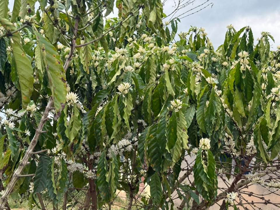 Bán 1700m² Đất Vườn Cà Phê Đức Trọng - Giá Chỉ 1.1 Tỷ