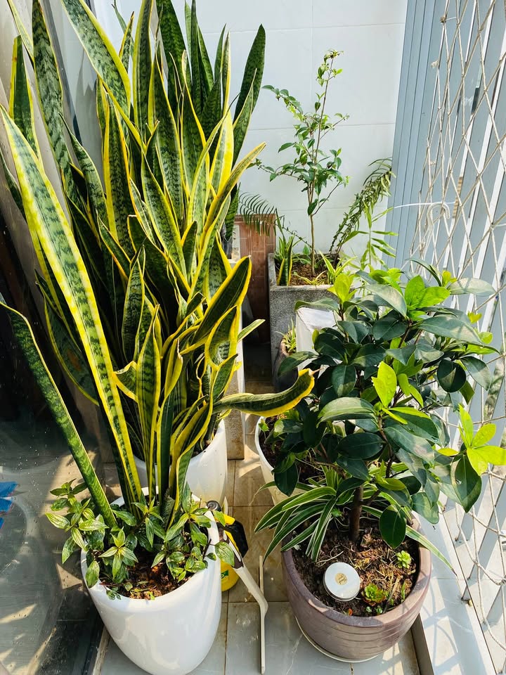 Chung cư Đồng Phát 77m² - 2PN, 2VS - Giá 5.75 tỷ - Sẵn Sàng Vào Ở