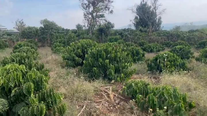 Bán Đất Cà Phê 4131m² Lâm Hà - Mặt Tiền Đường Lớn, Giá 2.85 Tỷ