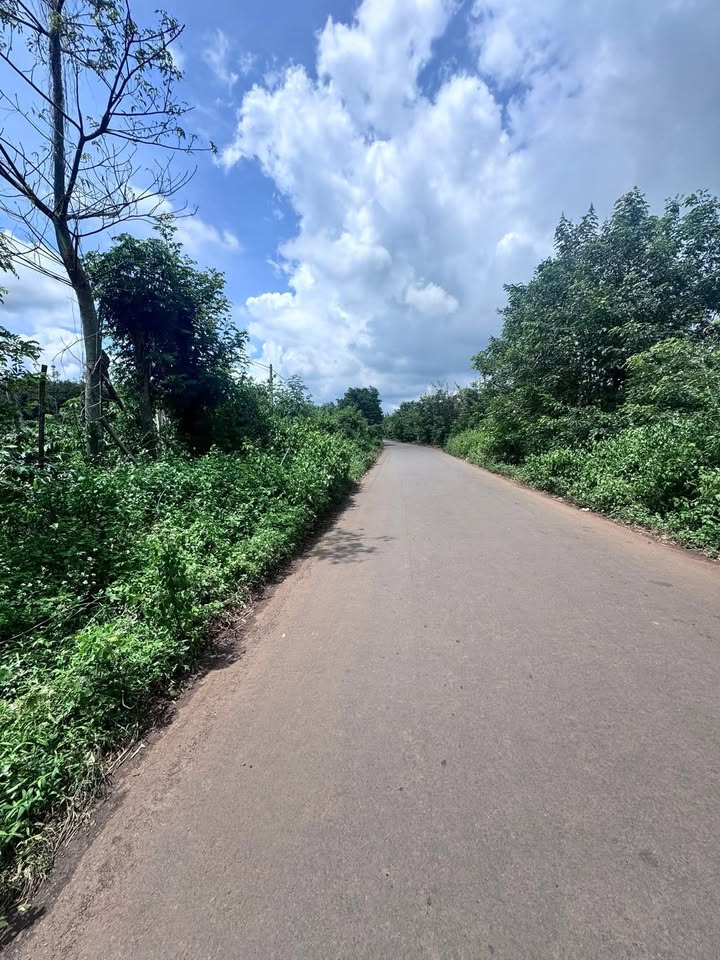 Bán 10.000m² Đất Mặt Tiền Đường Nhựa Đắk Lắk - Lý Tưởng Làm Kho Bãi