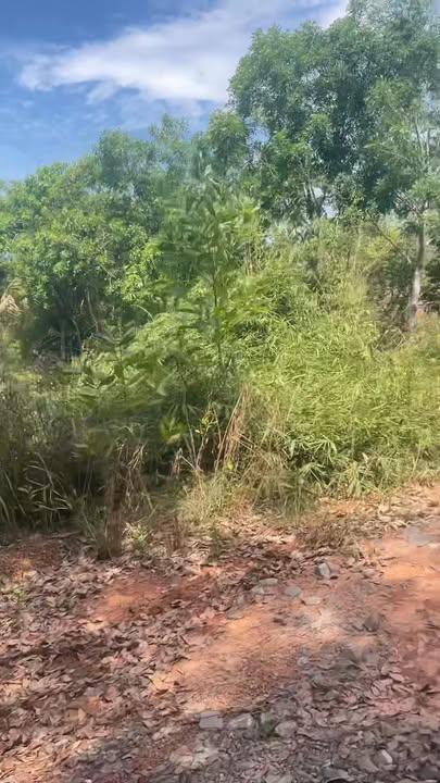 Đất Nền Bình Phước 20ha Sổ Đỏ Mặt Tiền 2km - Giá 15 Tỷ