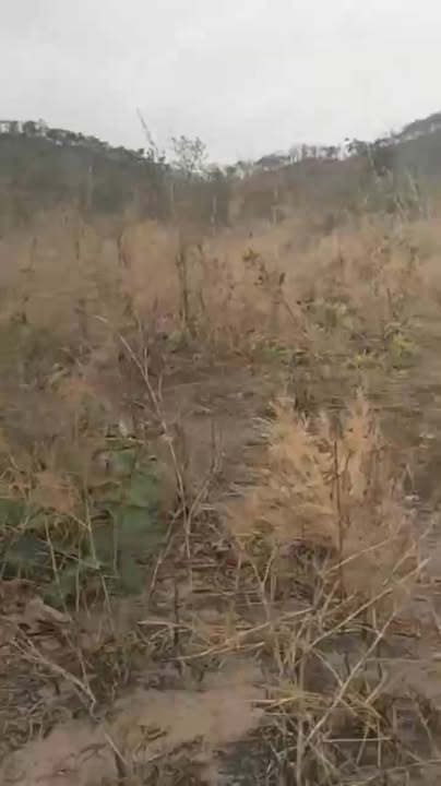 Bán Gấp 1ha Đất Farm Ia Lâu, Gia Lai - Giá Đầu Tư 500 Triệu