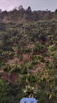 Bán gấp 1.3ha Cà phê Xanh Lùn - Lâm Hà, Lâm Đồng - Tiềm năng sinh lời