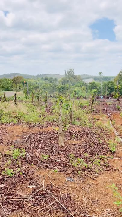 Đất Vườn Gia Lai 10.000m² - Kinh doanh Cà phê & Phân lô, Sổ Hồng