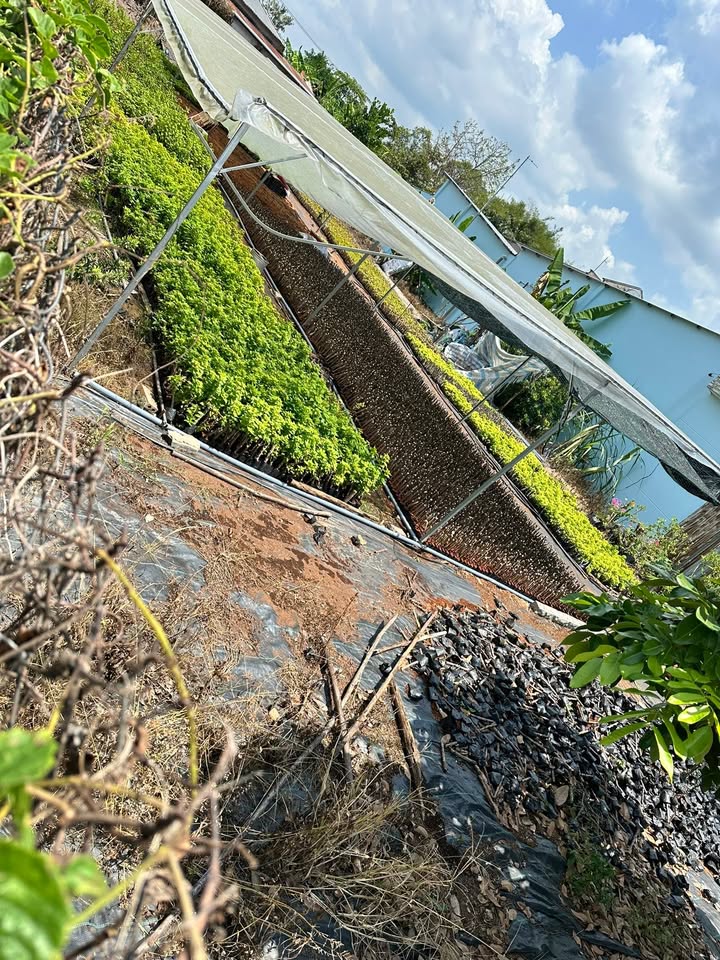 Đất Nền 542m² View Sông, Đường Đoàn Thị Điểm, Sa Đéc - Giá Từ 2 Tỷ