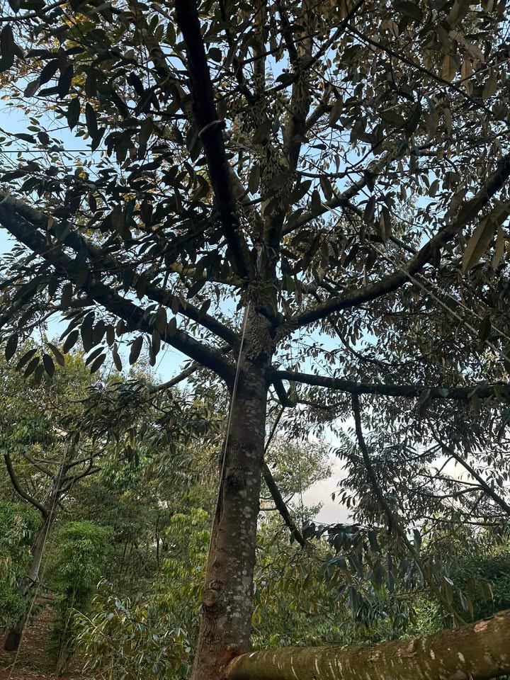 Bán Rẫy Sầu Riêng Buôn Jung Krông Pắc - 40 Cây Cho Thu Hoạch, 10800m²