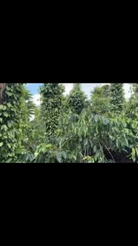 Bán Gấp 1.5 Tỷ Farm Cà Phê Tiêu 5000m² Đắk Hà - Sổ Đỏ Rõ Ràng