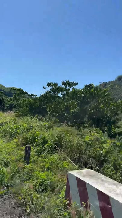 Bán Gấp Trang Trại 30.000m² Mặt Tiền Suối, Đường Nhựa - Lộc Bảo, Lâm Đồng